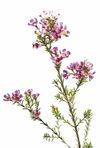 Add Filler Flower